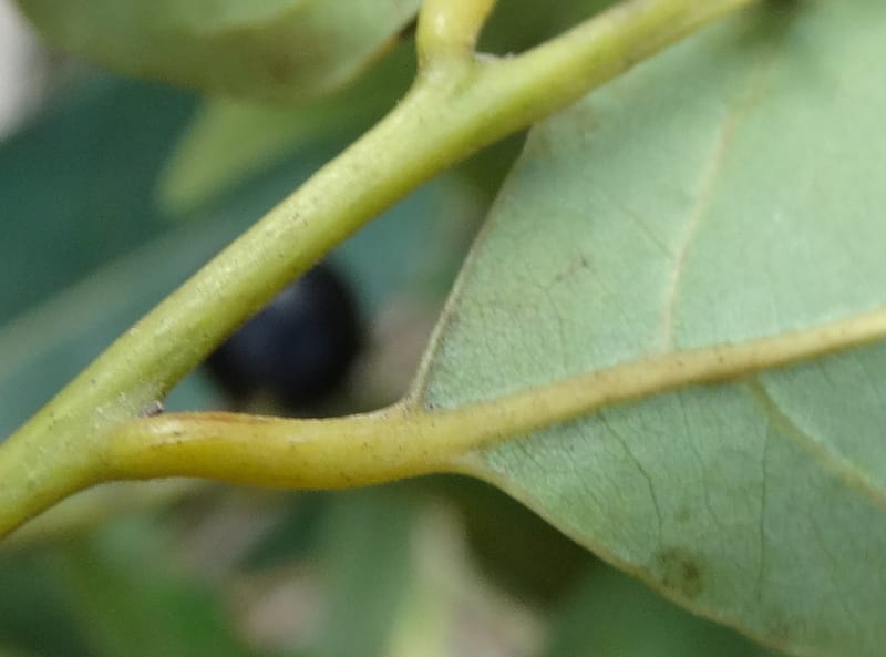 Cryptocarya, Lowry, P 7340--Fiji. Vesidrua Vill. 5 Nov 2015. DSC09215 (128).JPG