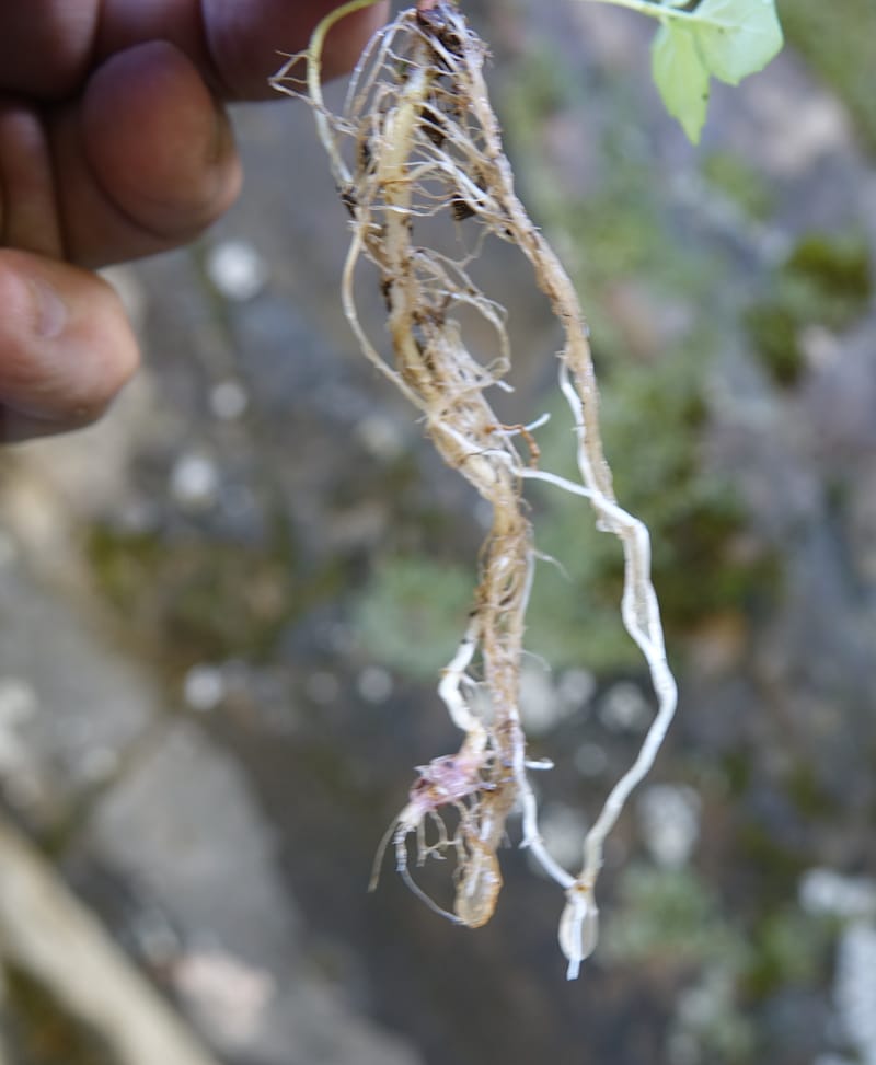 Circaea alpina subsp. imaicola, C. Davidson 13756--China. Sichuan. Yibailingba-gou. 12 Aug 2017. DSC04660 (629).JPG