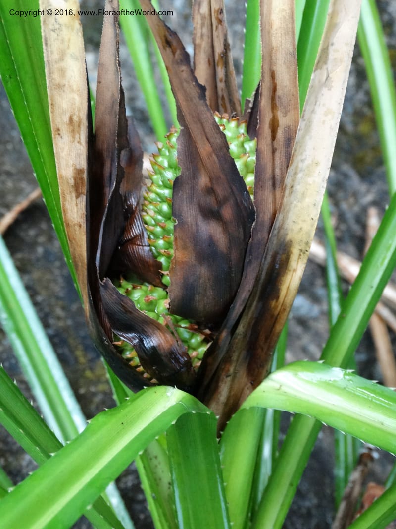 Pandanus borneensis, Callmander, M 1186--Sabah. G. Silam. 1 Oct 2014. DSC00937 (175).JPG