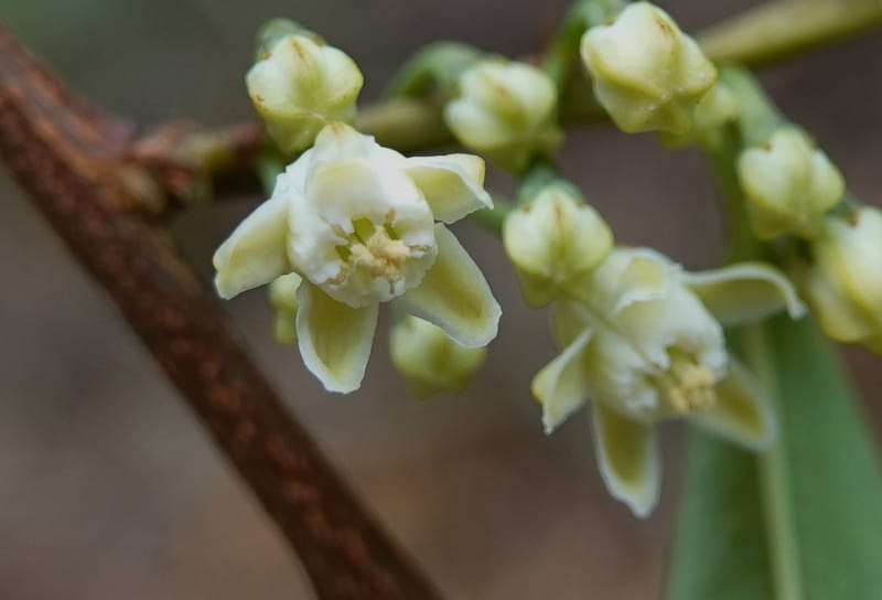 Erythroxylum sinense, D. Boufford 44093--China. Yunnan. Xia Jin Chang village. 29 Apr 2018. DSC00078 (11).JPG