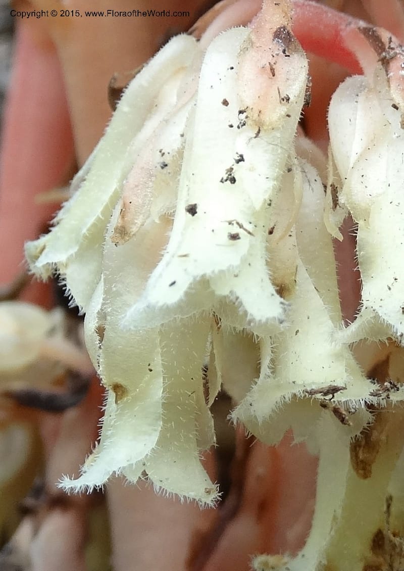 Monotropa hypopitys, Davidson, C 12626--ID. Idaho Co. S of Steamboat Summit. 5 Aug 2014. DSC00156 (153).JPG