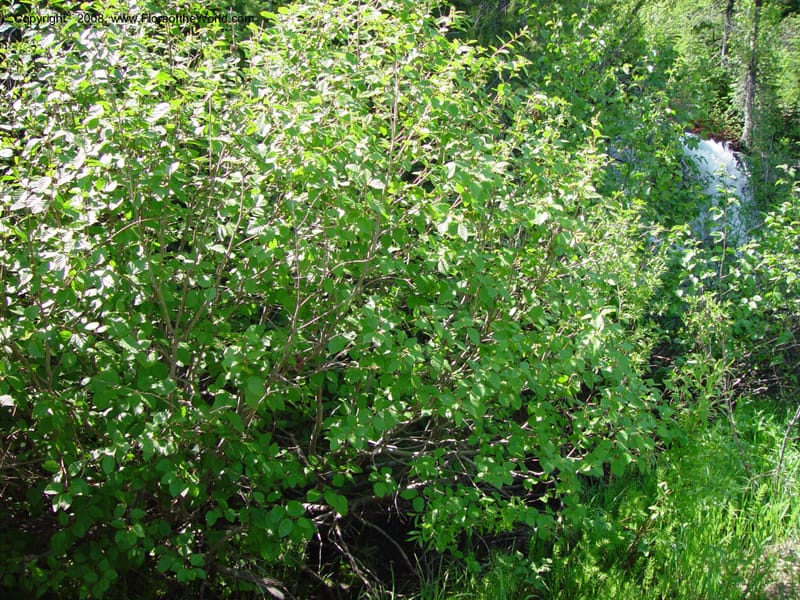 Alnus sinuata--ID. Valley Co. Payette Lake. 12 Jun 03. 097.jpg