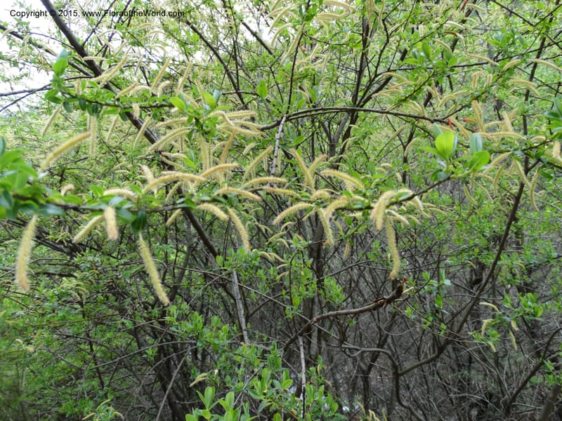 Salix, Boufford, D 43734--China. Sichuan. XinZhaZi Gou. 14 May 2014. DSC06426 (127).JPG