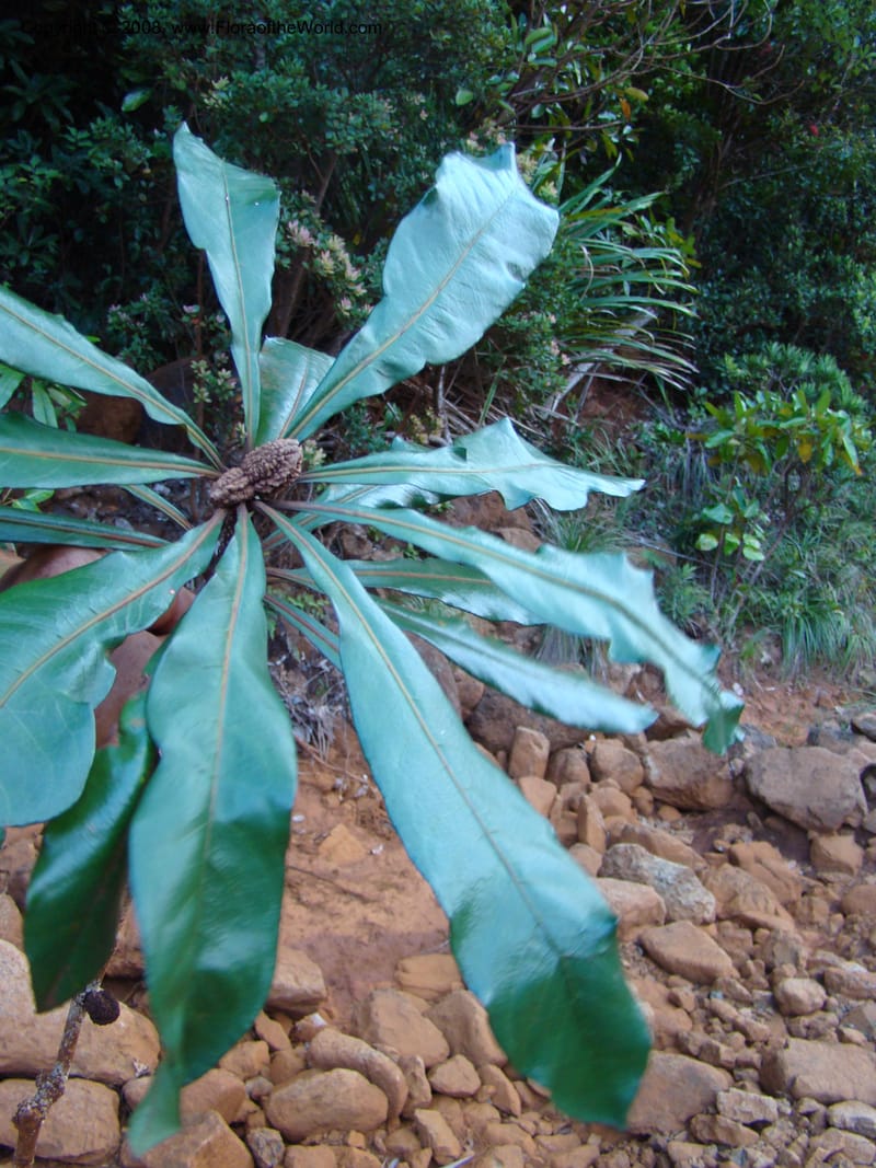 Pittosporum, CGemmill627--New Caledonia. Kwe Bwinyi Riv., old bridge. 18 Nov 07. 041.jpg