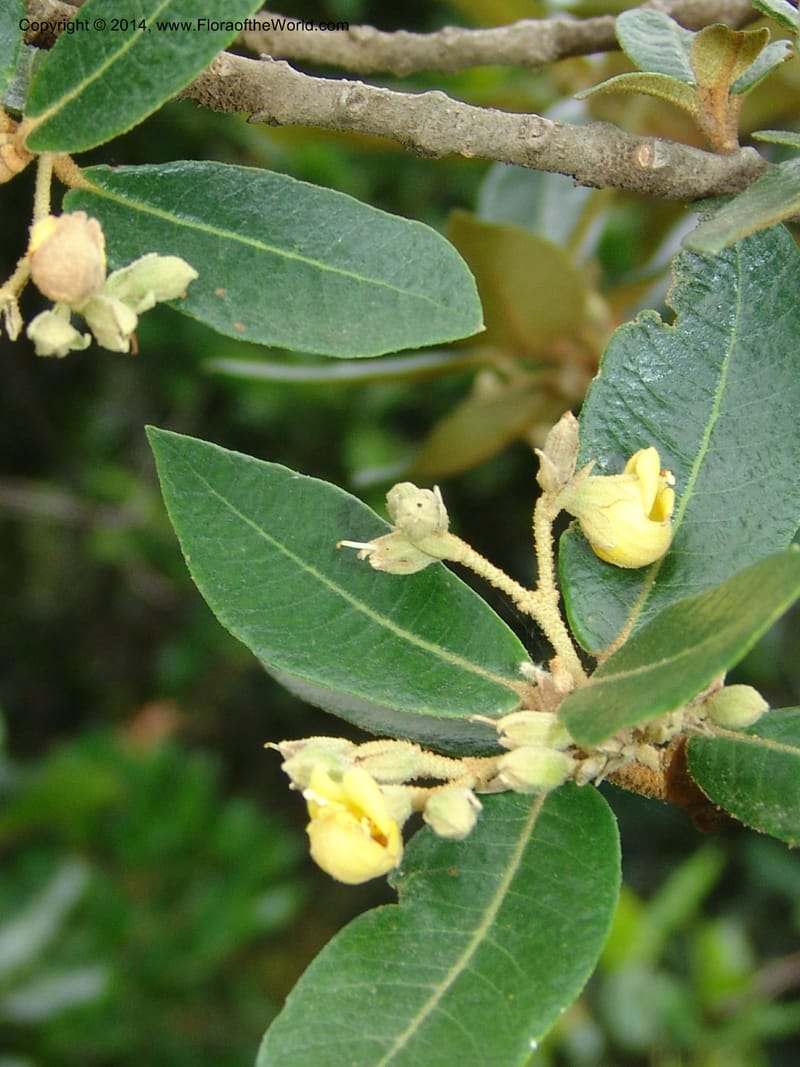 Anastrabe integerrima--So.Africa. E. Cape. Umtamvuna Nat. Res. 11 Mch 05. 078a (15).jpg