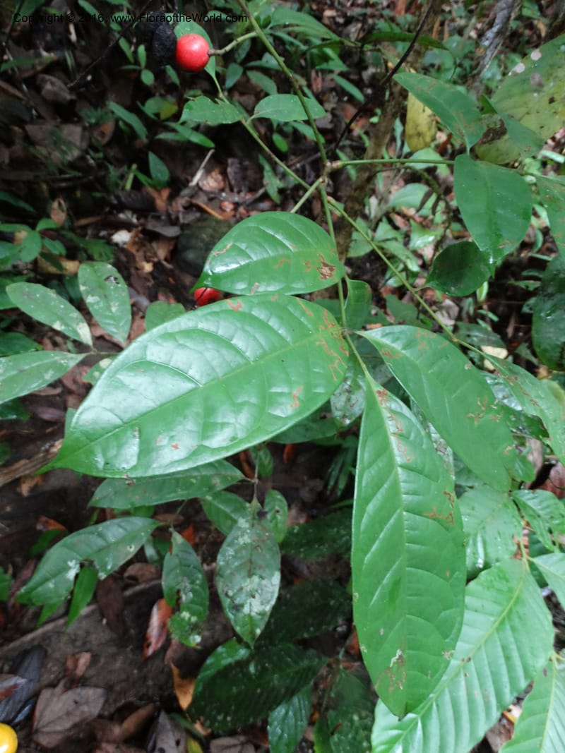 Meliosma, Davidson, C 12932--Sabah. Kinabalu Nat. Park. Nalumad Substesen. 29 Mar 2015. DSC01294 (113).JPG