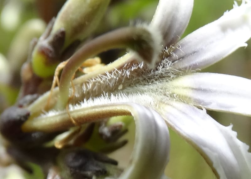 Scaevola floribunda, Lowry, P 7328--Fiji. Delaikoro Mtn. 3 Nov 2015. DSC08393 (172).JPG