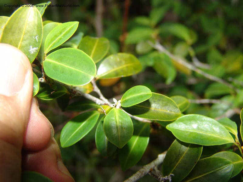 Erythroxylum, not coll.--Madag. Prov. Toliara. Mandena Centr. Res. Ecol. 18 Jan 06. 204.jpg