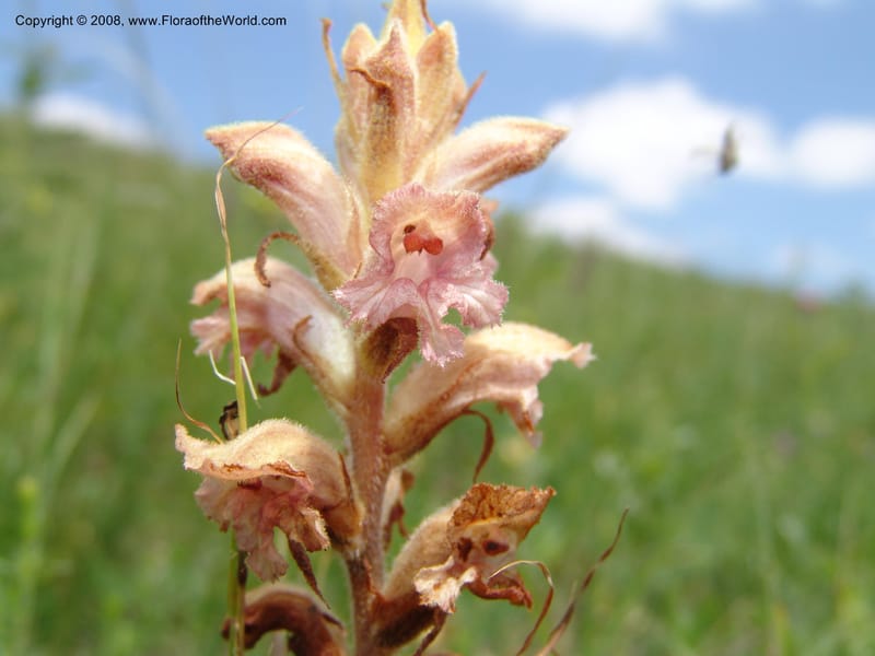 Orobanche--Georgia. Gori Upland, Gareji Steppe. Near salty lake. 9  Jun 05. 331.jpg
