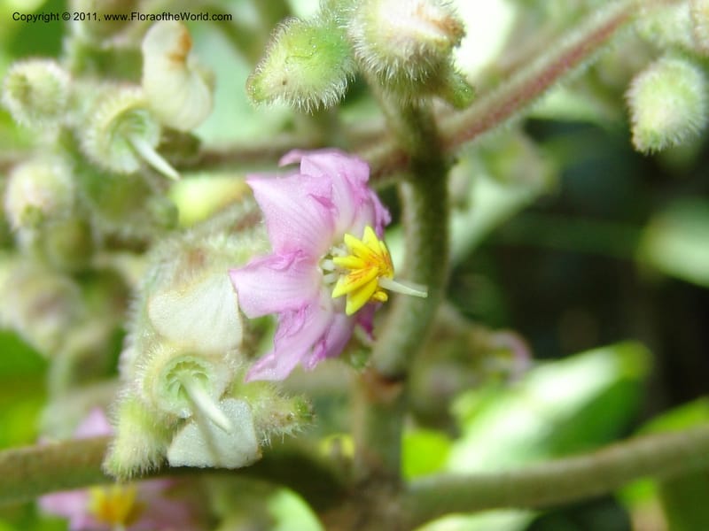 Blakea, Croat 94788--Ecuador. Carchi. El Chical, twd El Carmen. 17 Feb 05. 096 (8).jpg