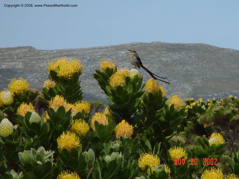 Leucospermum conocarpodendron ssp. viridis,  w Promerops cafer--So. Africa. Olifantsbos .20 Nov 02. 055.jpg