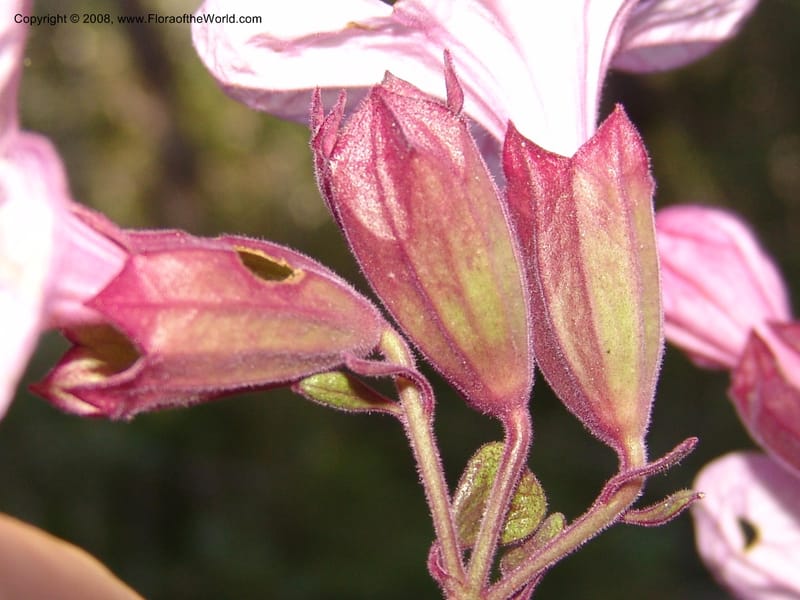 Clerodendrum, ZRogers1203--Madag. Anjozorobe, Aire Protegee, E Antsahabe. 17 Nov 06. 279.jpg