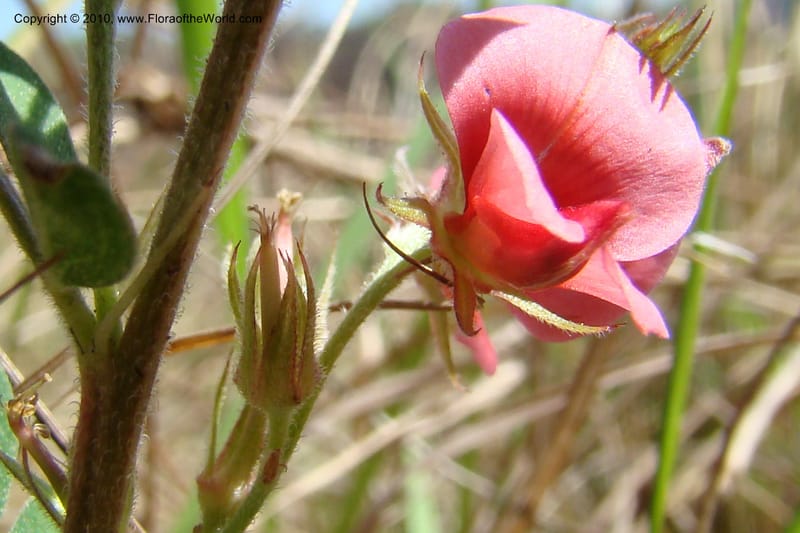 Indigofera setosa, D. Styles xx--South Africa. KwaZulu-Natal. Kloof Gorge, Durban. 29 Aug 09. 070 (17).jpg