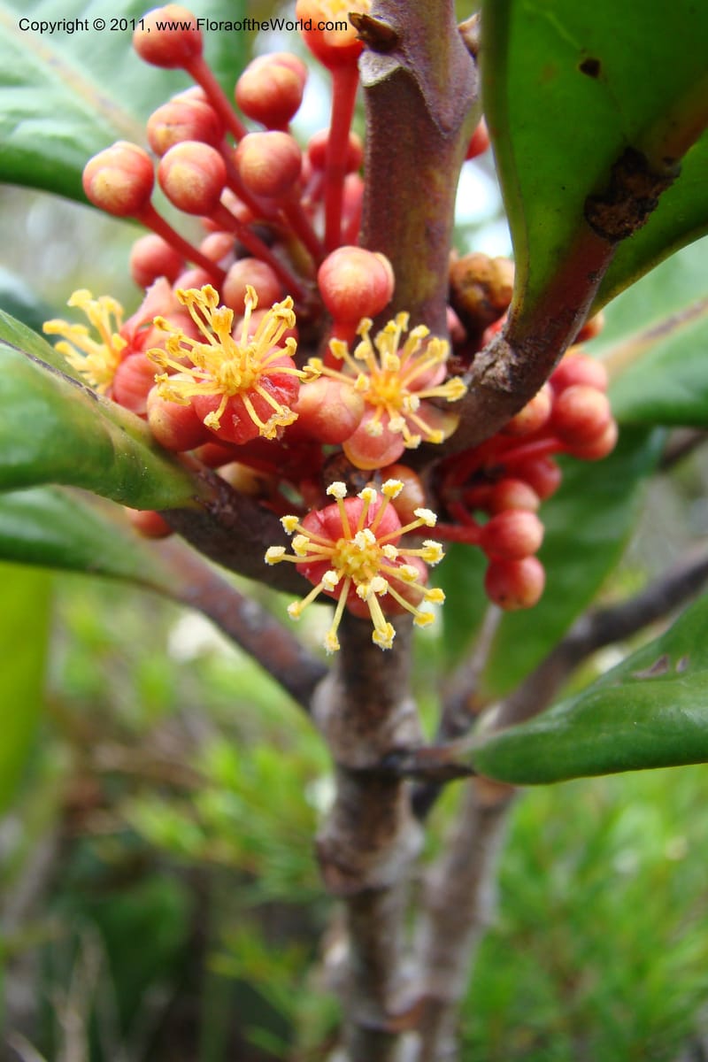 Austrobuxus montis-do, M. Callmander 792--New Caledonia. Mont Dore. 20 Jan 2010. 001 (37).jpg