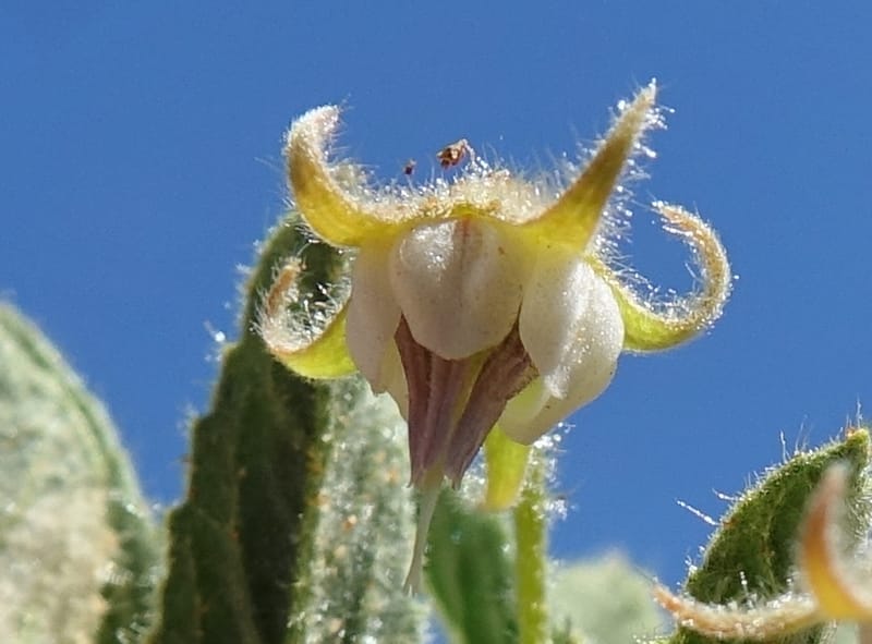 Hermannia tomentosa, L. Nanyeni 1231--Namibia. Hwy D1228, stop 1. DSC03368 (14).JPG