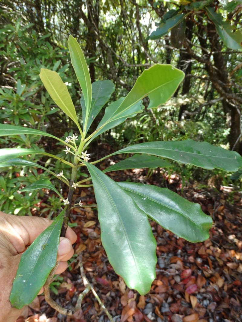 Phelline, Callmander, M 1238--New Caledonia. Mont Dzumac. 12 Nov 2015. DSC01563 (194).JPG