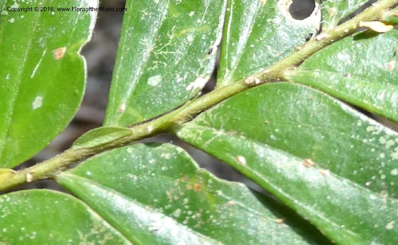 Anisophyllea disticha, Davidson, C 12897--Sabah. Deramakot For. Res. 24 Mar 2015. DSC00089 (112).JPG
