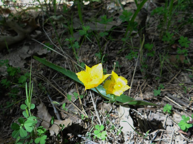 Calochortus monophyllus, Davidson, C 12134--Calif. Nevada Co. 19 Apr 2013.   (12).JPG