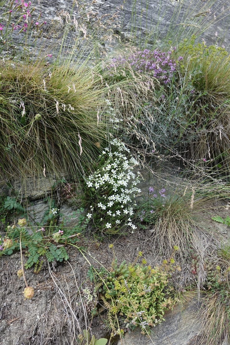 Minuartia laricifolia, Callmander, M 1295-- Switzerland. Hwy 9 to Simplon. Ganterbrucke. 2 Jul 2016. DSC08156 (218).JPG