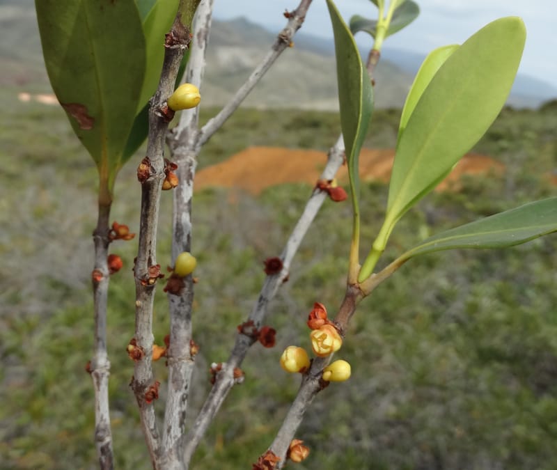Garcinia, Munzinger, J 7454--New Caledonia. Tiebaghi. 17 Nov 2015. DSC03437 (99).JPG