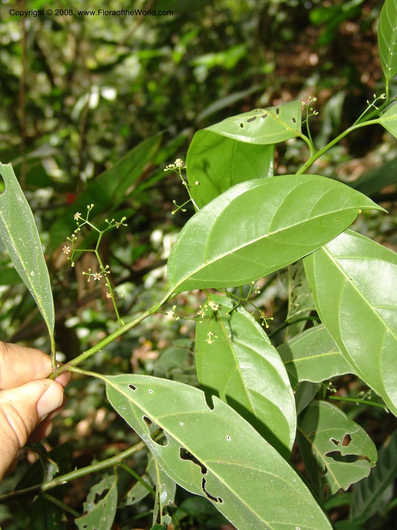 Ocotea, RVasquez33045--Peru. Pillcopata. Qbda Sachavacayoc. 29 Oct 07. 066.jpg