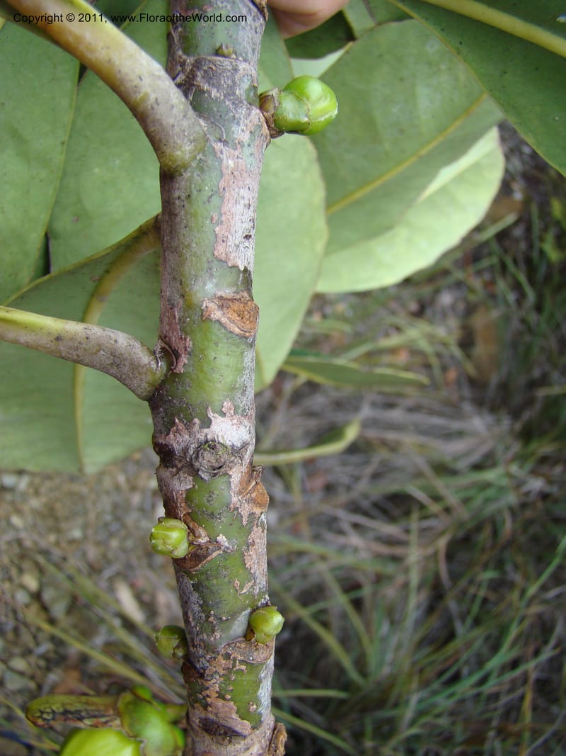 Strasburgeria robusta, Munzinger, J 4877--New Caledonia,  Dzumac, 20 Nov 2007, 28 (16).jpg