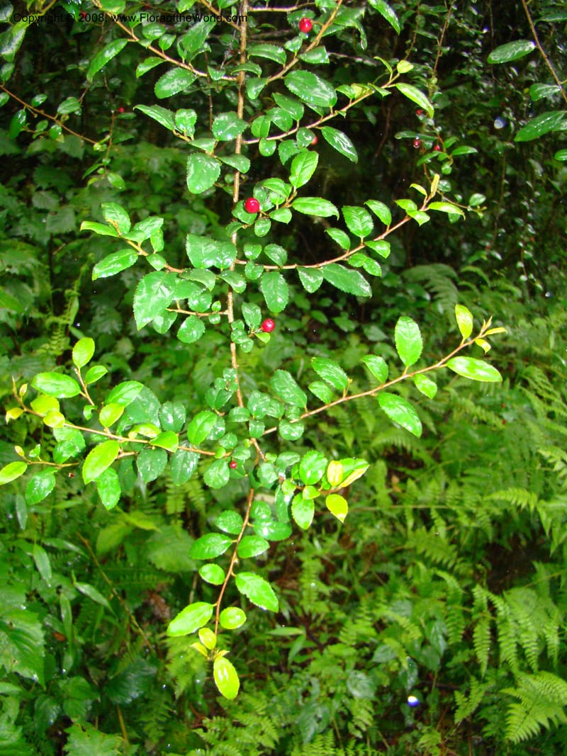 Rhamnus prinoides, RGereau7029--Tanz. Mbeya Rural Distr. Ngozi Crater. 26 Jan 08. 059.jpg