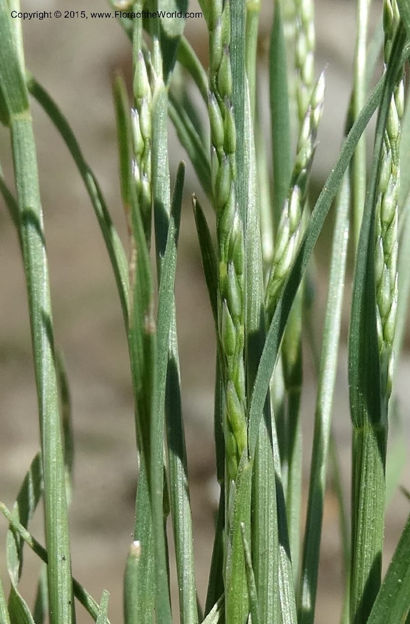 Sporobolus, Davidson, C 12579--Idaho. Valley Co. Lick Cr. Summit. 14 Jul 2014.  (127).JPG