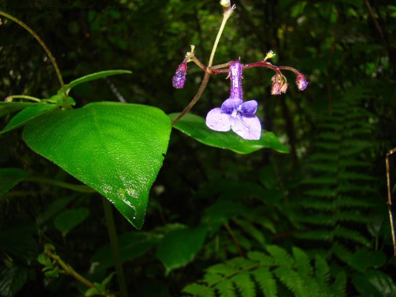 Streptocarpus buchananii, RGereau7015--Tanz. Mbeya Rural Distr. Ngozi Crater. 26 Jan 08. 137.jpg