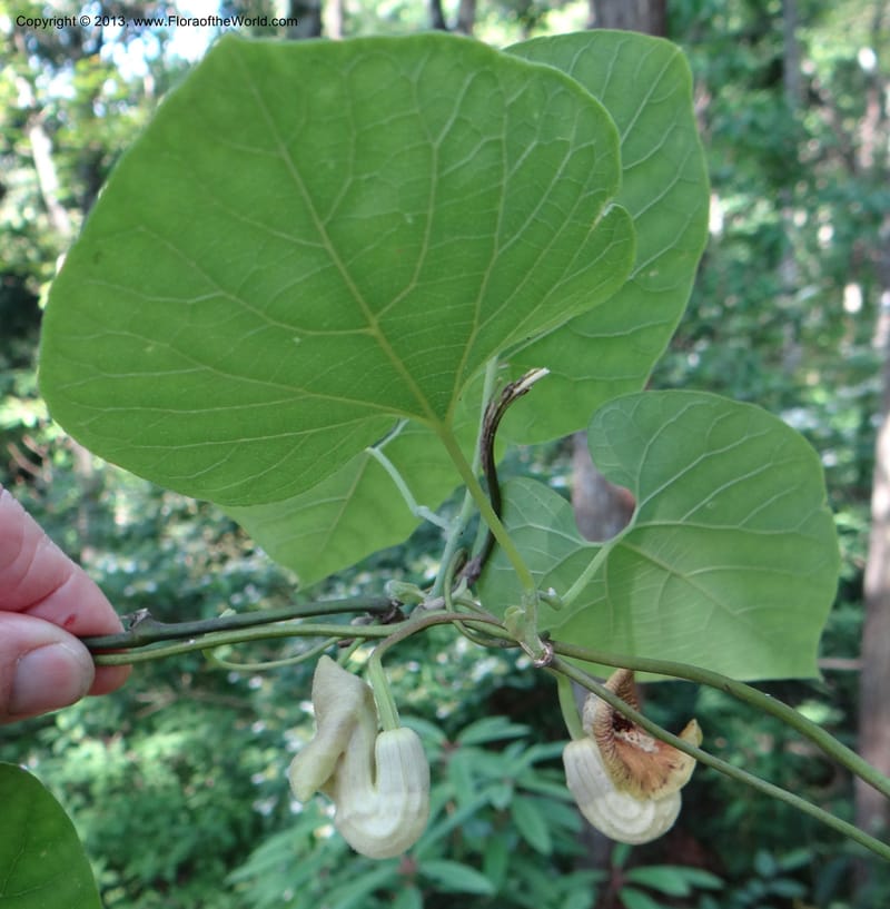 Aristolochia sp. unk, Li Pan 1205292--China, Zhejiang, 29 May 2012 0352 (17).JPG