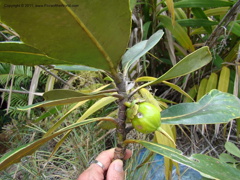 Strasburgeria robusta, Munzinger, J 4877--New Caledonia,  Dzumac, 20 Nov 2007, 28 (2).jpg