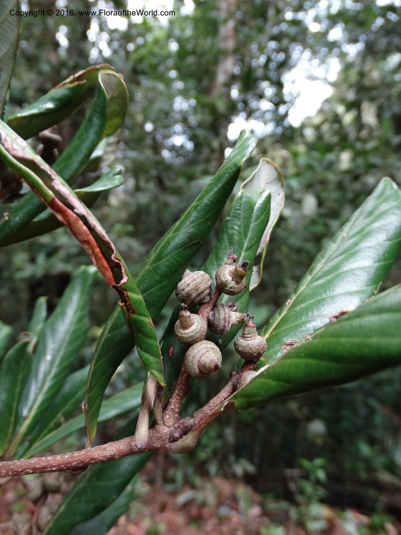 Lithocarpus, Davidson, C 12741--Sabah. Mt. Kinabalu. Bundu Tuhan Trail. 11 Oct 2014. DSC04153 (162).JPG