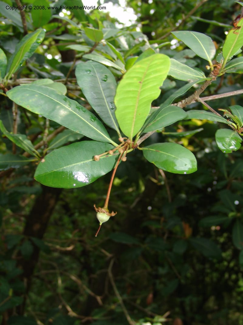 Vitellariopsis marginata--So. Africa. Lowveld Nat. Bot. Gard. 14 Mch 05. 172.jpg