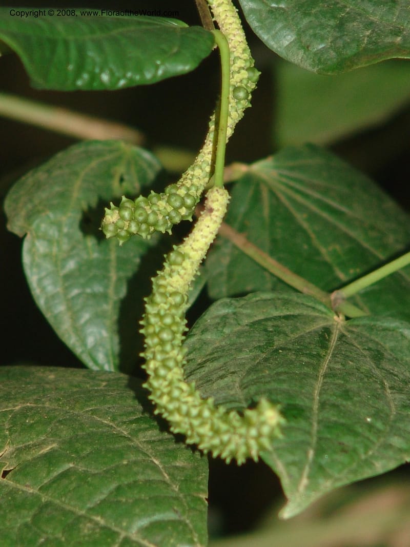 Piper capense--So.Africa. Mpumal. Moodie Mts.  18 Mch 05. 528.jpg