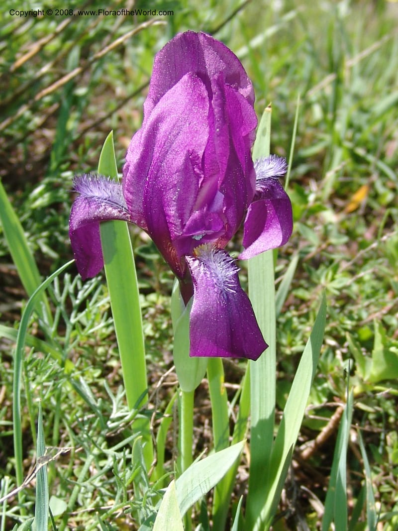 Iris hungarica--Georgia. 0.5 km N of Bakuriani. 8  Jun 05. 015.jpg