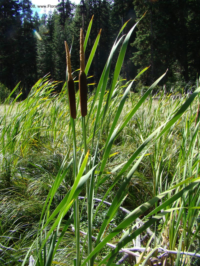 Typha latifolia, CDavidson11316--ID. Valley Co. Ponderosa State Park, Payette Lake. 6 Sep 08. 062.jpg