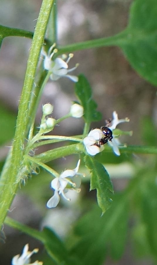 Yinshania acutangula subsp. wilsonii, C. Davidson 13755--China. Sichuan. Yibailingba-gou. 12 Aug 2017. DSC04660 (646) - Copy.JPG