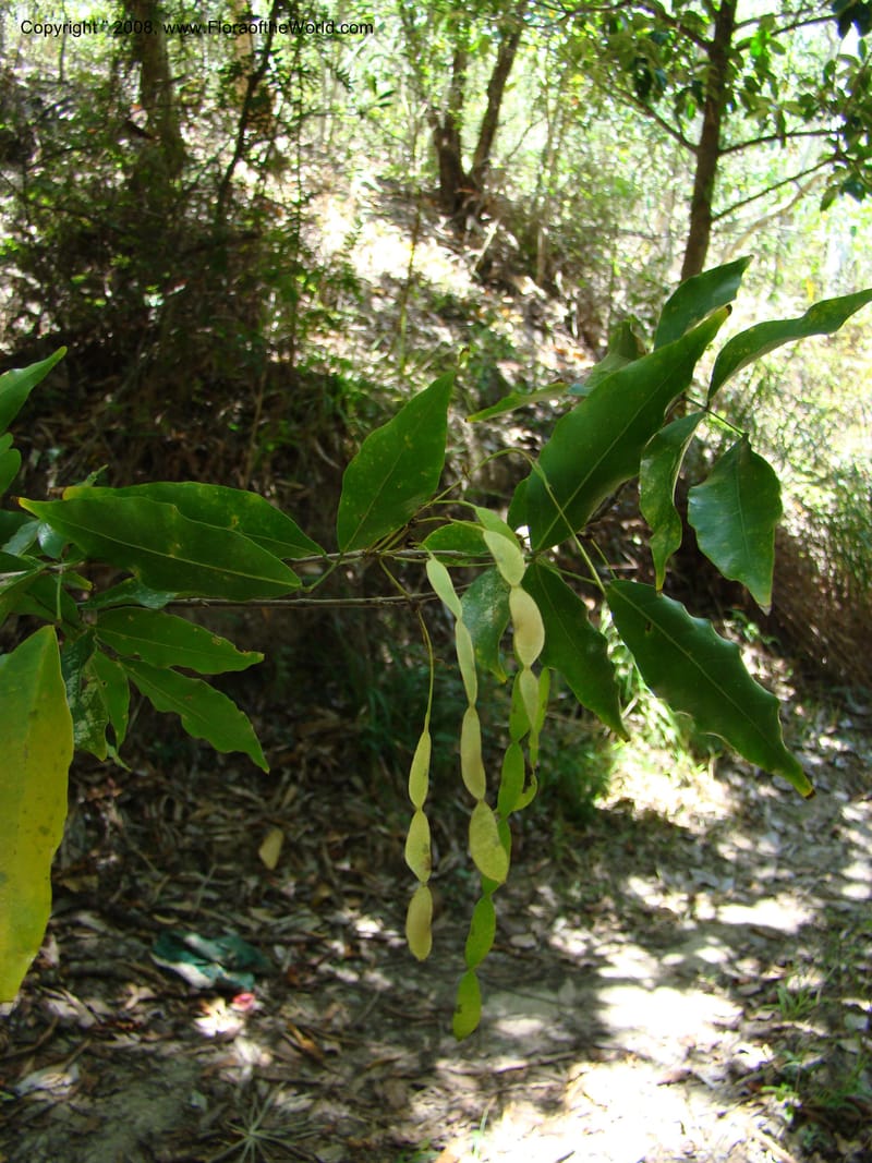 Arthroclianthus, JNLabat3918--New Caledonia. Les Trois Creeks. 13 Nov 07. 054.jpg