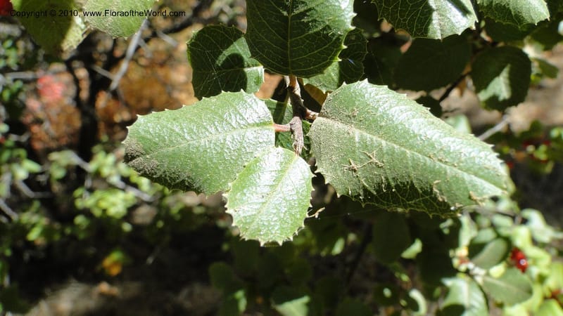 Rhamnus illicifolia, C. Davidson 11793--CA. Contra Costa Co. Mt. Diablo. Donner Canyon. 1 Sept 2010. 092 (77).jpg