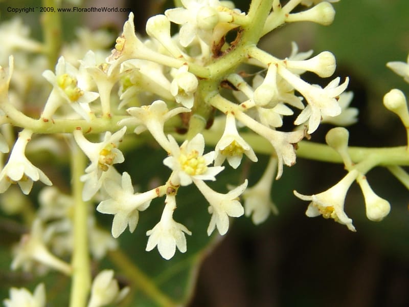 Nectandra, DNeill15914--Ecuador. Prv. Zam. Ch. C del Condor. Wawaime plot. 22 Sep 07. 384.jpg