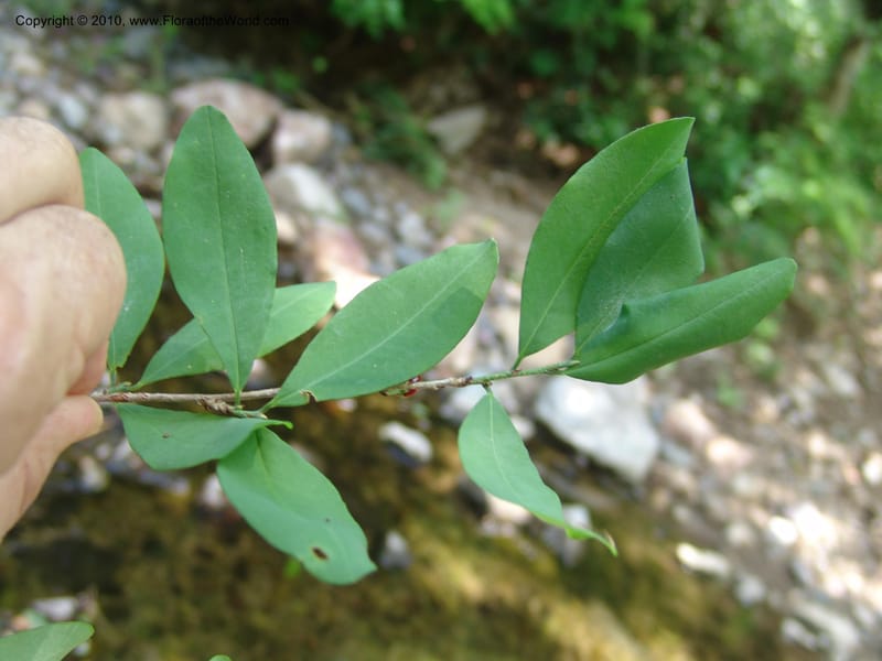 Erythroxylum havanense, R. Ramirez D. xx--MX. Jalisco. Res. Las Joyas, La Manzanilla. 1 Aug 2007. 053 (2).jpg