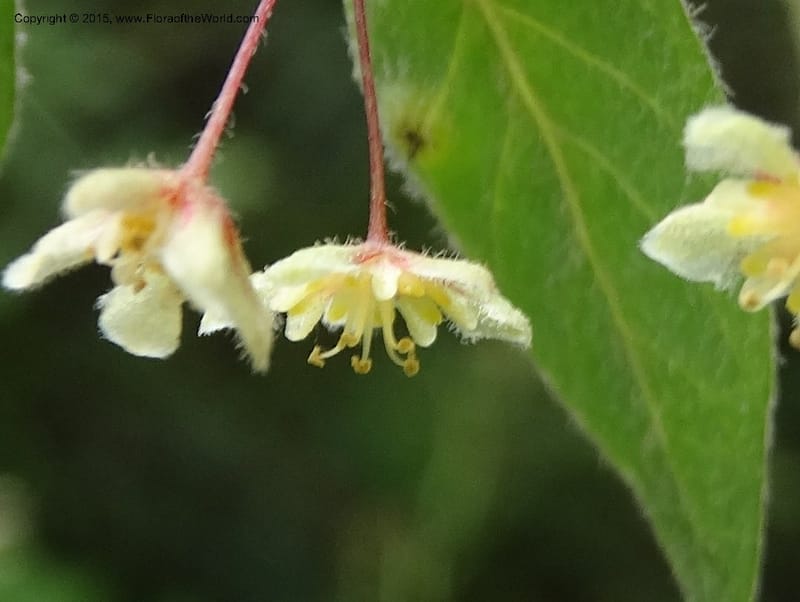 Leptopus chinensis, Boufford, D 43708--China. Sichuan. LongDongZhen on Rd. to LeiYuan Shan. 13 May 2014. DSC05860 (28).JPG