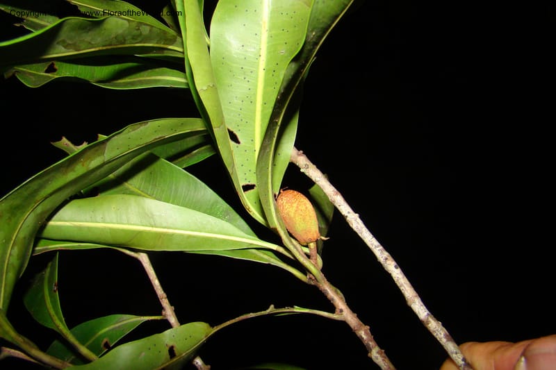 Pouteria gomphiifolia, Vasquez 34804--Peru. Loreto. Dist. Nauta. Miraflores, Rio Tigre. 10 Nov 08. 902.jpg