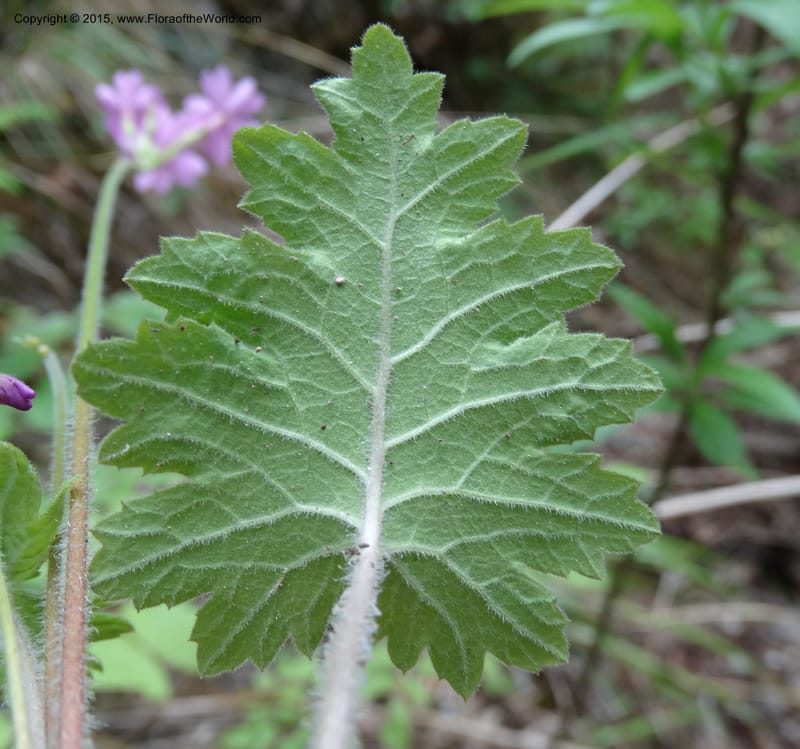 Primula polyneura, Boufford, D 43609--China. Sichuan. ShaShiDuo. 8 May 2014. DSC04232 (86).JPG