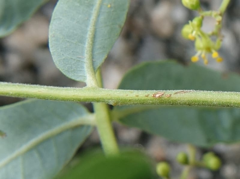 Schinus areira, Fortunato 13200--Argentina. Hwy 150 S of San Augustin. 9 Feb 2018. DSC09845 (78).JPG