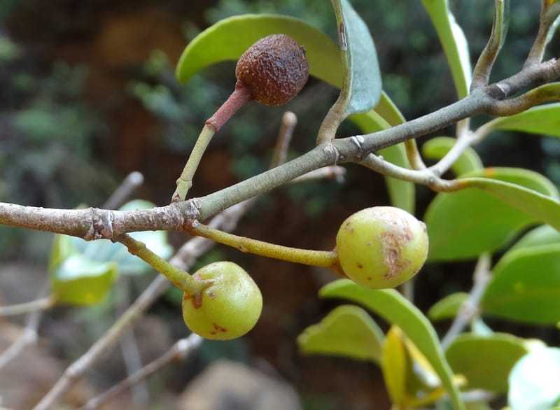 Austrobuxus, Munzinger, J 7480--New Caledonia. PinPin. 20 Nov 2015. DSC03938 (21).JPG