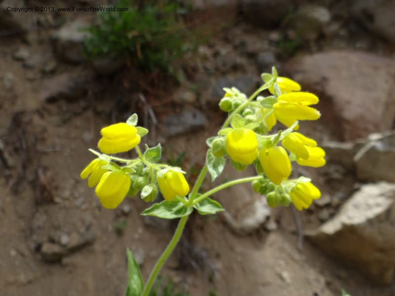 Calceolaria, WDS 34221--Chile. Cta 115. 11.5 km W of La Laguna. 22 Feb 2013. DSC02736 (36).JPG