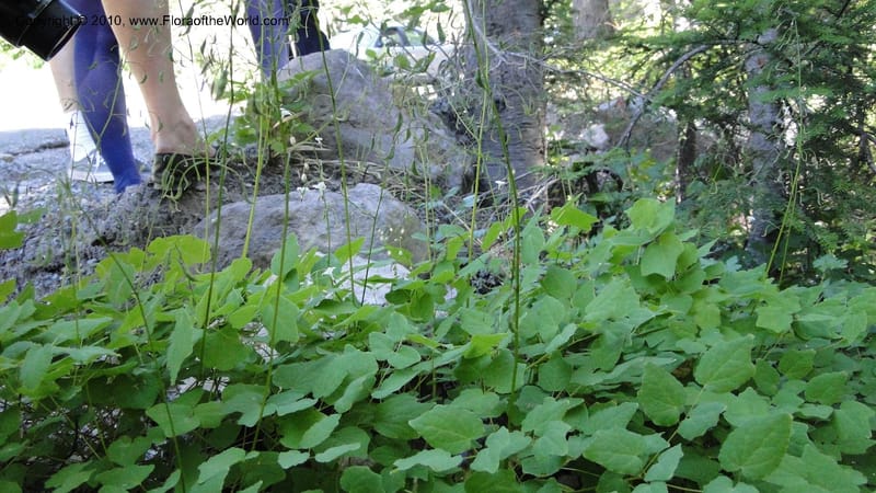 Vancouveria hexandra, C. Davidson 11779--OR. Multnomah Co. Mt. Hood. 16 August 2010. 043 (43).jpg