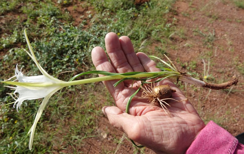 Pancratium tenuifolium, L. Nanyeni 1257--Namibia. Hwy D1471, S of Eningu Farm. 28 Mar 2018. DSC03969 (11).JPG