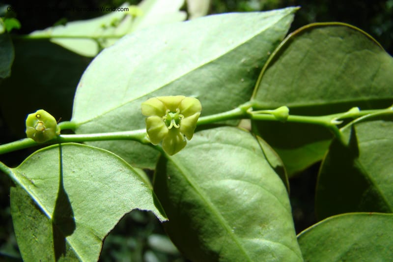 Sauropus, Regalado 1753--Viet Nam. Thua Thien Hue Prov. Phu Loc Distr. Bach Ma. 13 Apr 09. 416 (13).jpg